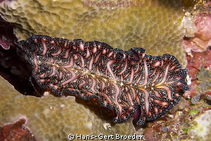 Flatworm
Bunaken,Sulawesi,Indonesia, 
Canon G 12 autom. by Hans-Gert Broeder 